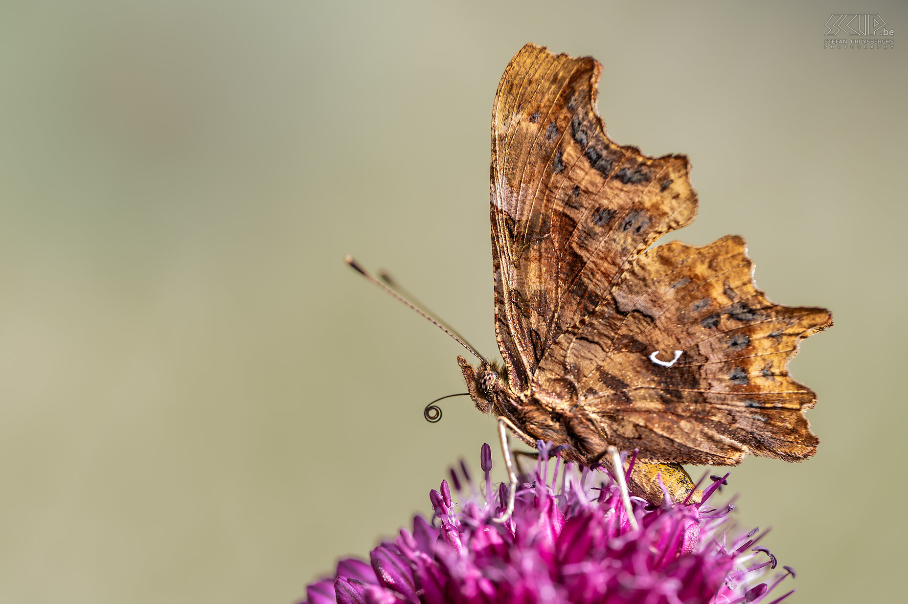 Vlinders - Gehakkelde aurelia De gehakkelde aurelia (Polygonia c-album) is een vrij veel voorkomende vlinder met gehakkelde vleugelranden, de binnenkant is oranje en op de achterste buitenvleugel staat er een witte vlek in de vorm van de letter C. Stefan Cruysberghs